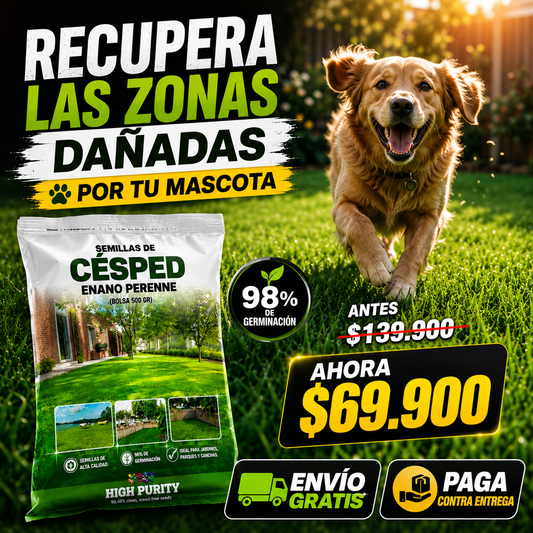 Semillas de Césped Enano Perenne